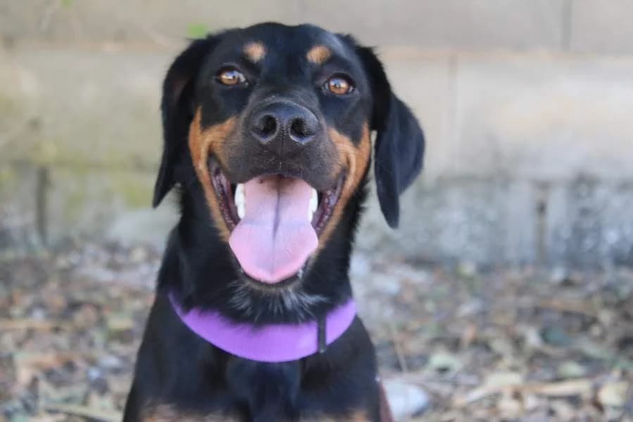 Rigodón, male puppy Mixed Breed for adoption at Protectora Villena