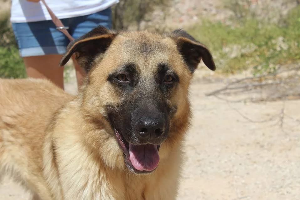 Rómulo, male puppy Mixed Breed for adoption at Protectora Villena