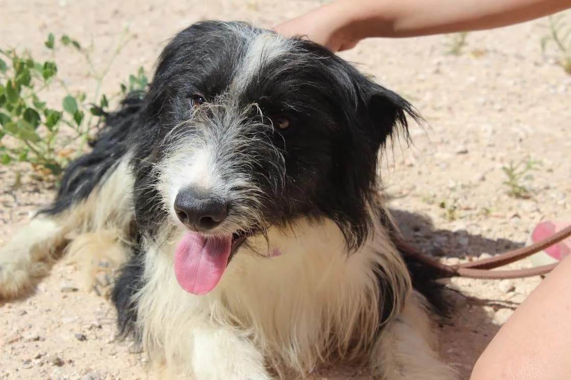 Robinson, male puppy Mixed Breed for adoption at Protectora Villena
