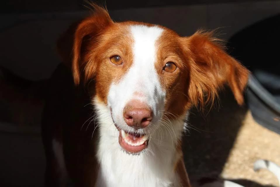 Luna, female puppy Mixed Breed for adoption at Protectora Villena