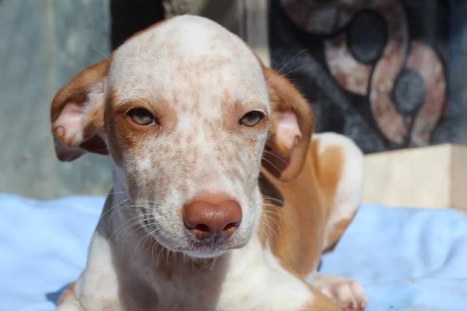 Cotton, male puppy Mixed Breed for adoption at Protectora Villena