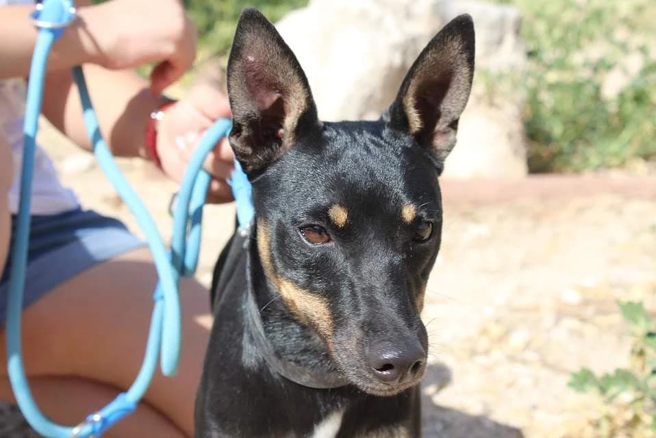 Arturo, male puppy Mixed Breed for adoption at Protectora Villena