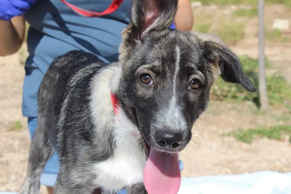 Juana, female puppy Mixed Breed for adoption at Protectora Villena