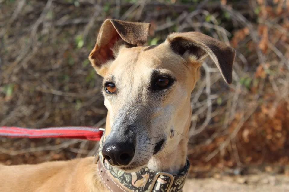 Romana, female puppy Mixed Breed for adoption at Protectora Villena