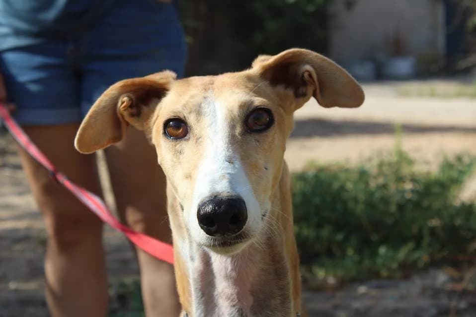 Canela, female puppy Mixed Breed for adoption at Protectora Villena
