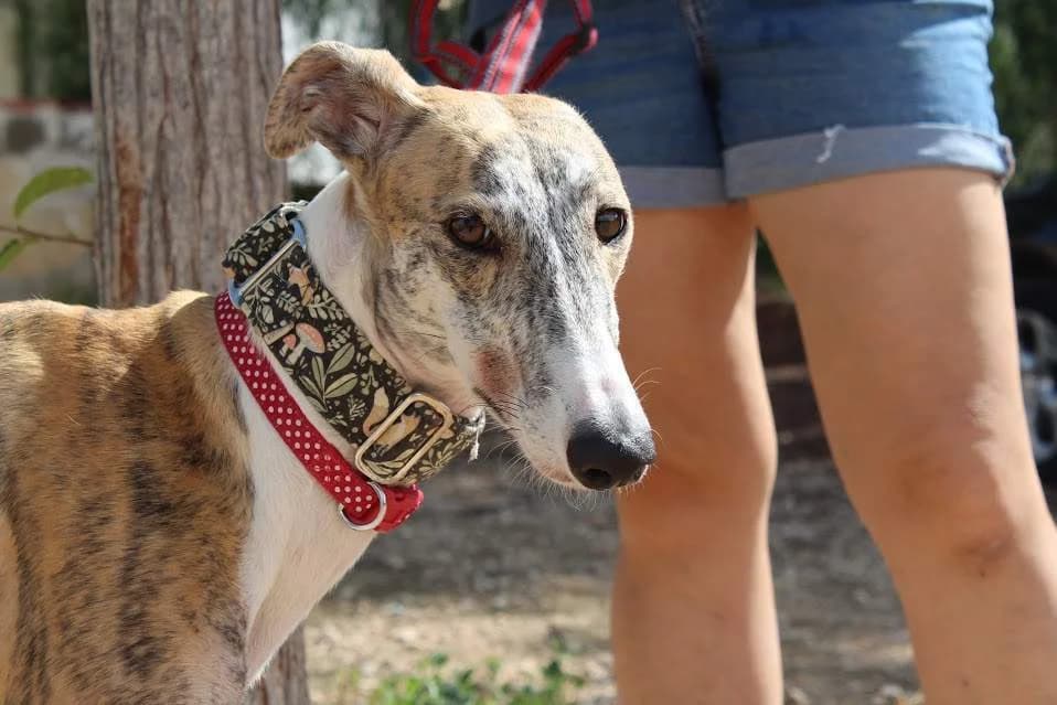 Armenia, female puppy Mixed Breed for adoption at Protectora Villena