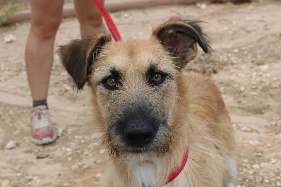 Ronda, female puppy Mixed Breed for adoption at Protectora Villena