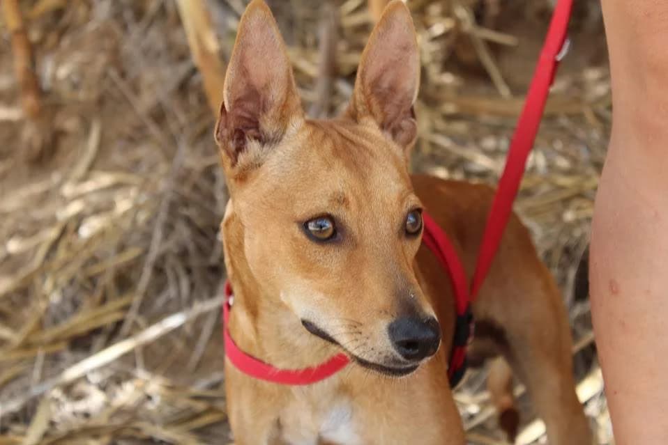 Goliat, male puppy Mixed Breed for adoption at Protectora Villena