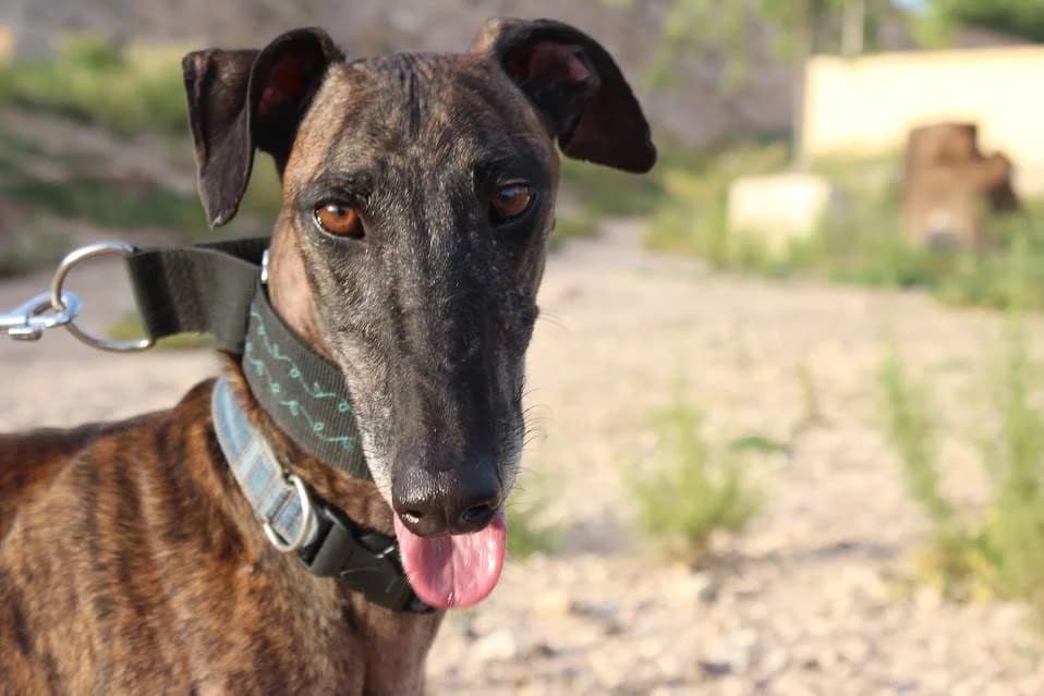 Lola, female puppy Mixed Breed for adoption at Protectora Villena