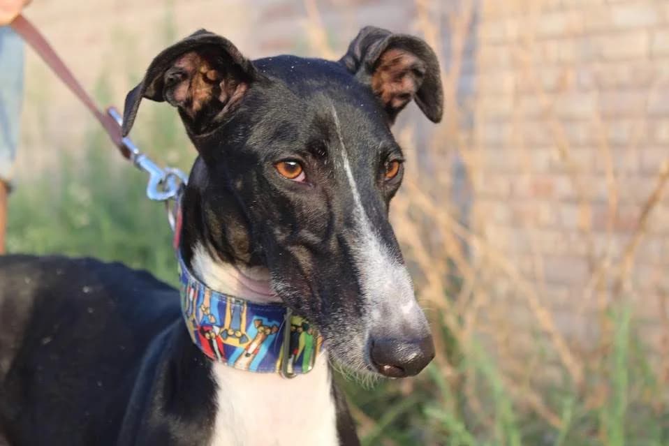 Estefanía, female puppy Mixed Breed for adoption at Protectora Villena