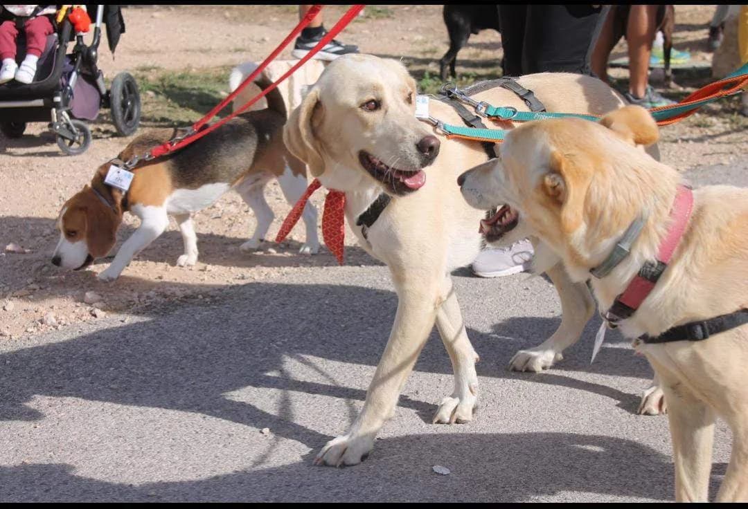 Cooper, male 5yo Mixed Breed for adoption at Protectora Villena