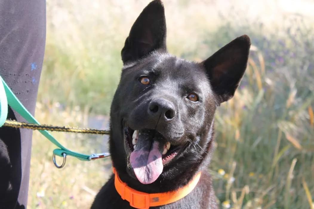 Tobi, male 6yo Mixed Breed for adoption at Protectora Villena