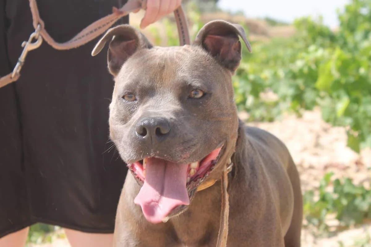 Mané, male senior Mixed Breed for adoption at Protectora Villena