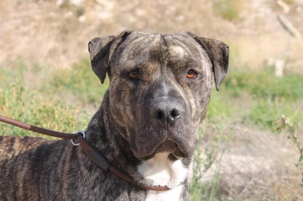 Izan, male 6yo Mixed Breed for adoption at Protectora Villena