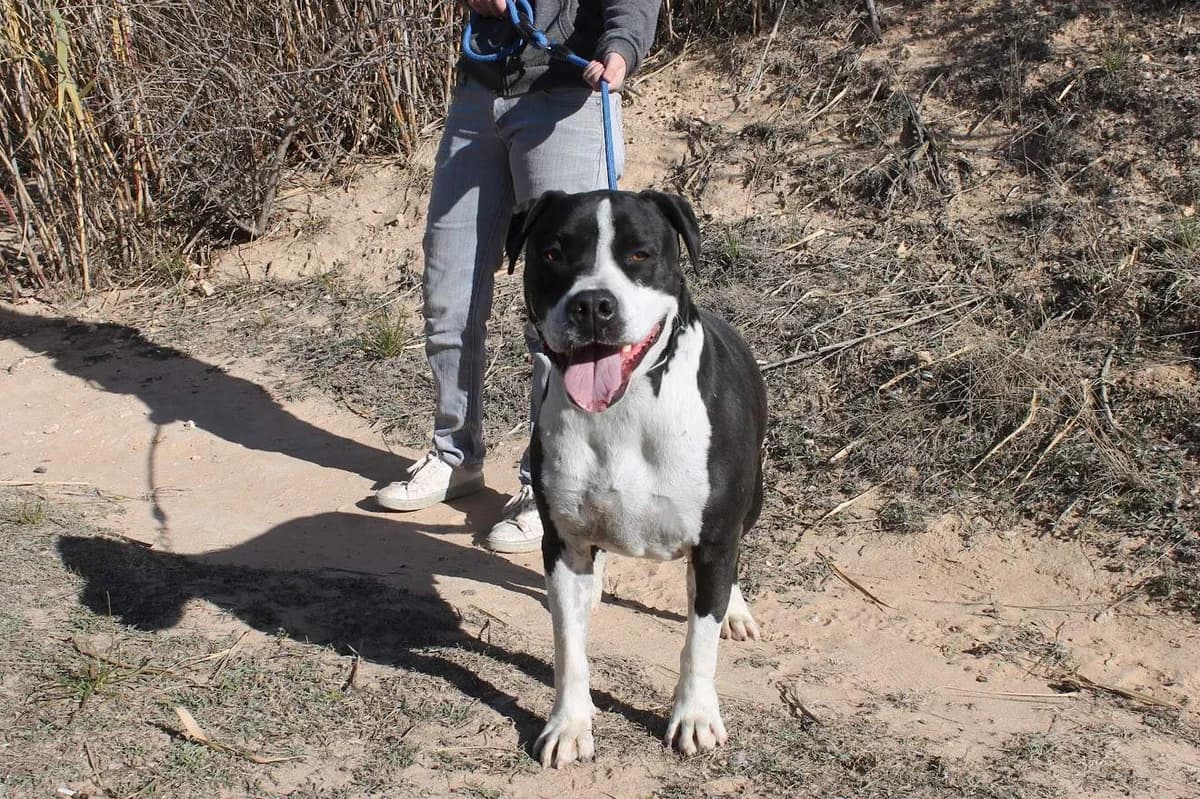 Zak, male 5yo Mixed Breed for adoption at Protectora Villena