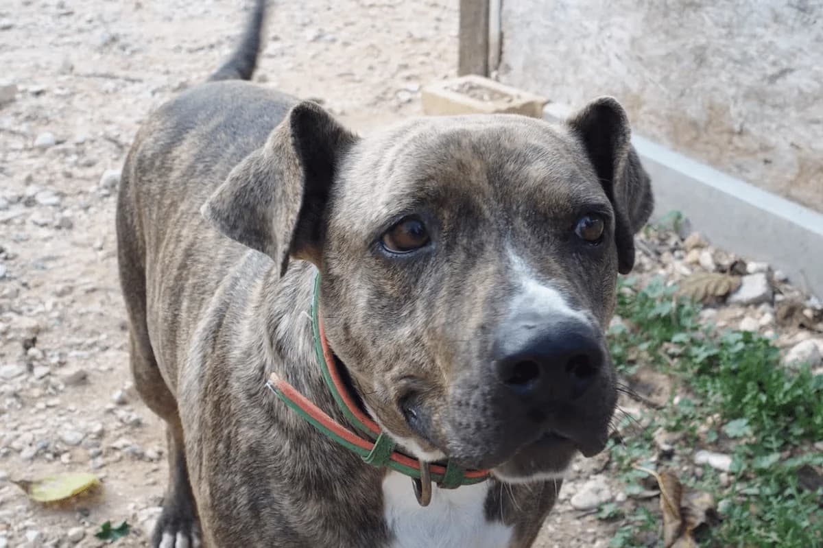 Tigre, male 4yo Mixed Breed for adoption at Protectora Villena