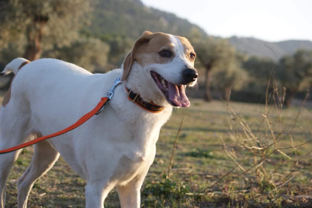 Lili, female Mixed Breed for adoption at Protectora Villena