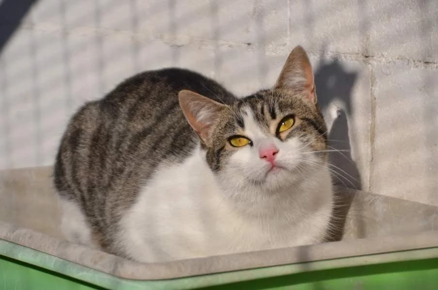 Clara, female 3yo Mixed Breed for adoption at Protectora Villena