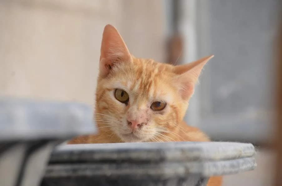 Paso, male 3yo Mixed Breed for adoption at Protectora Villena