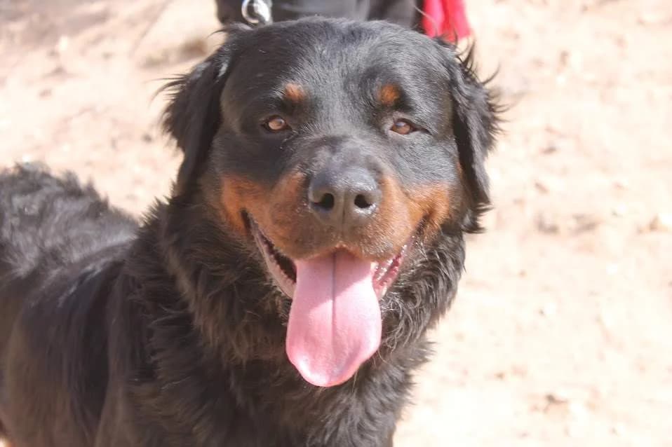 Bear, male young Mixed Breed for adoption at Protectora Villena