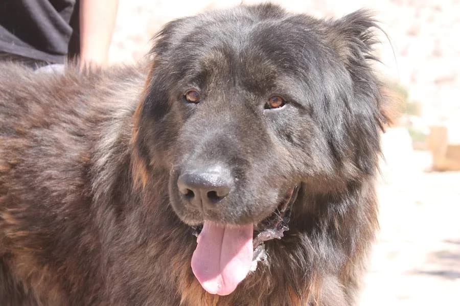 Teddy, male young Mixed Breed for adoption at Protectora Villena