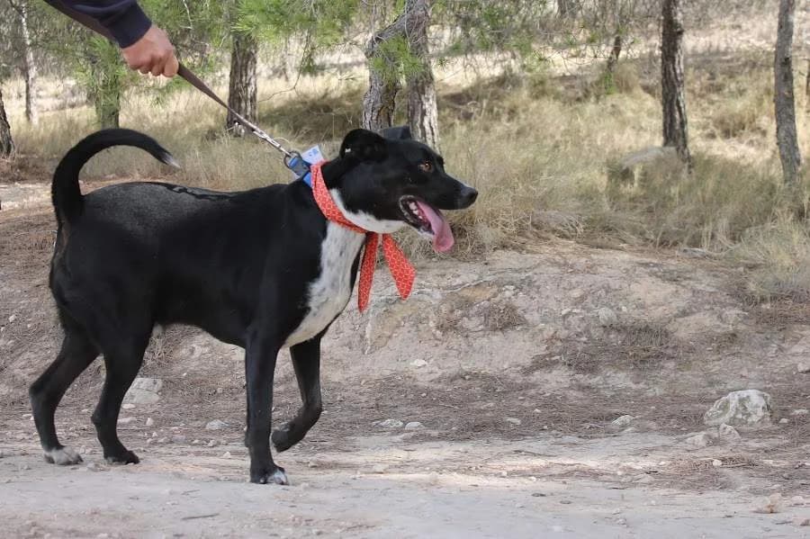 Rocky, male Mixed Breed for adoption at Protectora Villena