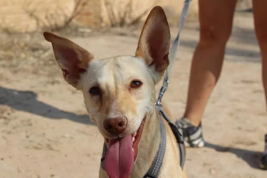 Kalani, female Mixed Breed for adoption at Protectora Villena