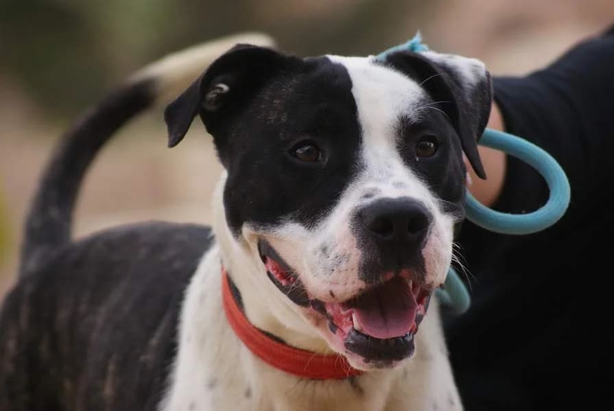 Thor, male young Mixed Breed for adoption at Protectora Villena
