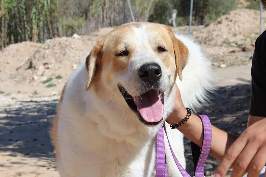 Sansón, male 3yo Mixed Breed for adoption at Protectora Villena