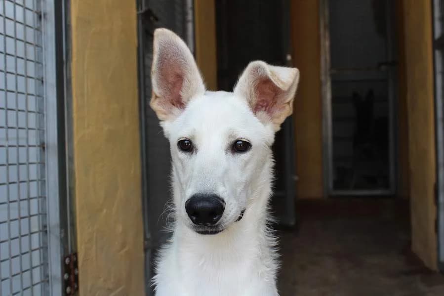 Ken, male young Mixed Breed for adoption at Protectora Villena