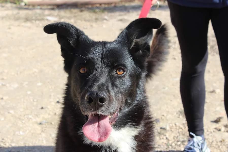 Nerón, male young Mixed Breed for adoption at Protectora Villena
