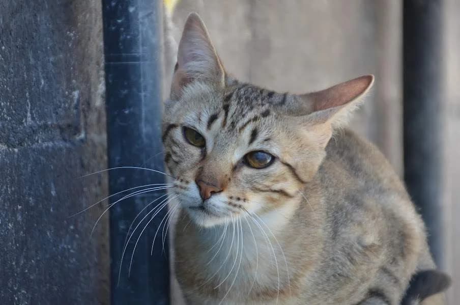 Salem, female young Mixed Breed for adoption at Protectora Villena