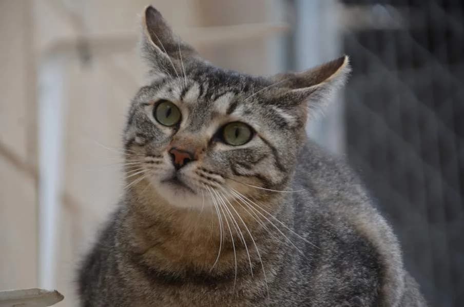 Odd, male 3yo Mixed Breed for adoption at Protectora Villena