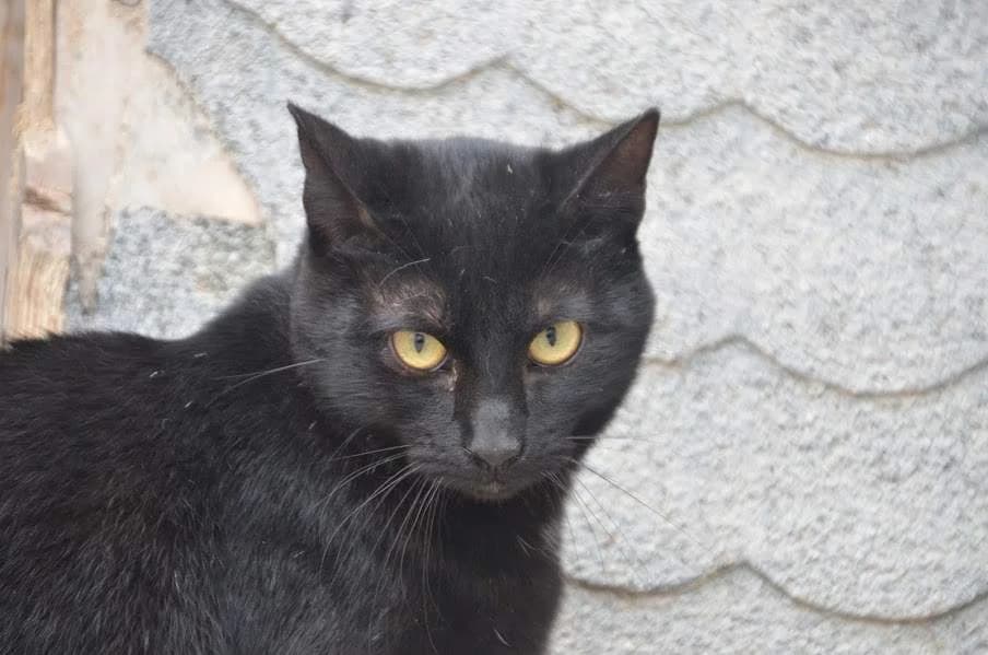 Invierno, male Mixed Breed for adoption at Protectora Villena