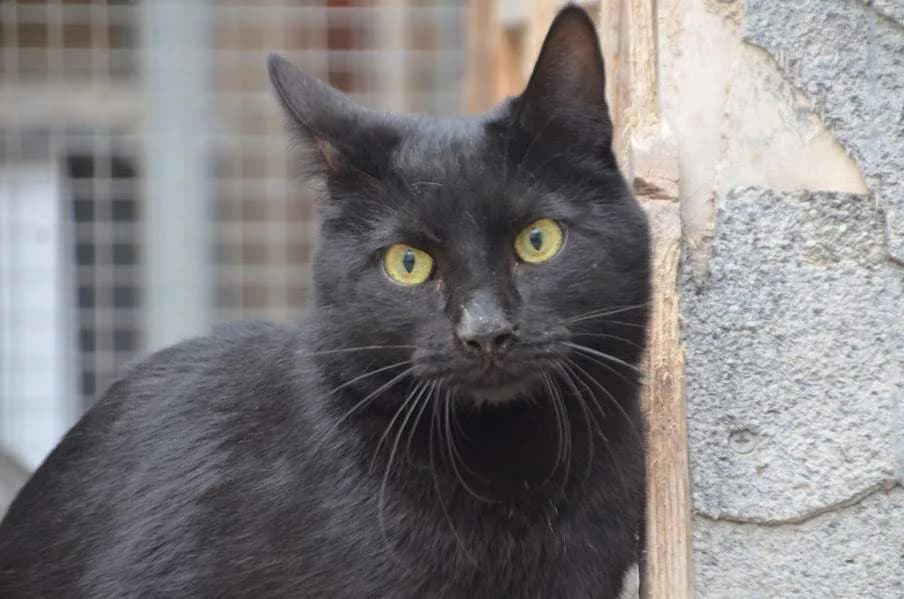 Verano, male Mixed Breed for adoption at Protectora Villena