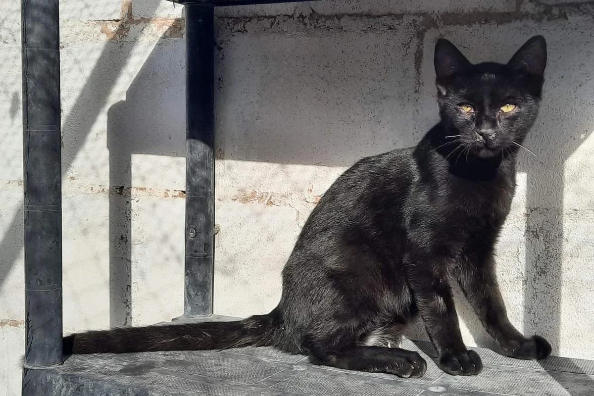 Ares, male young Mixed Breed for adoption at Protectora Villena