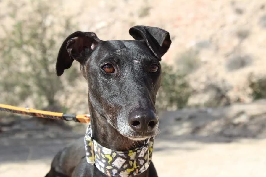 Jack, male Mixed Breed for adoption at Protectora Villena