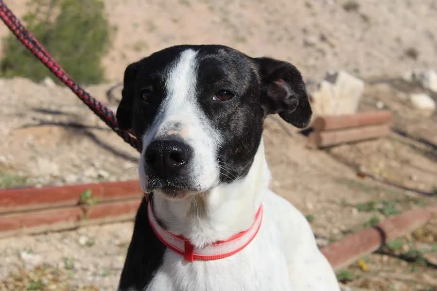 Marta, female young Mixed Breed for adoption at Protectora Villena