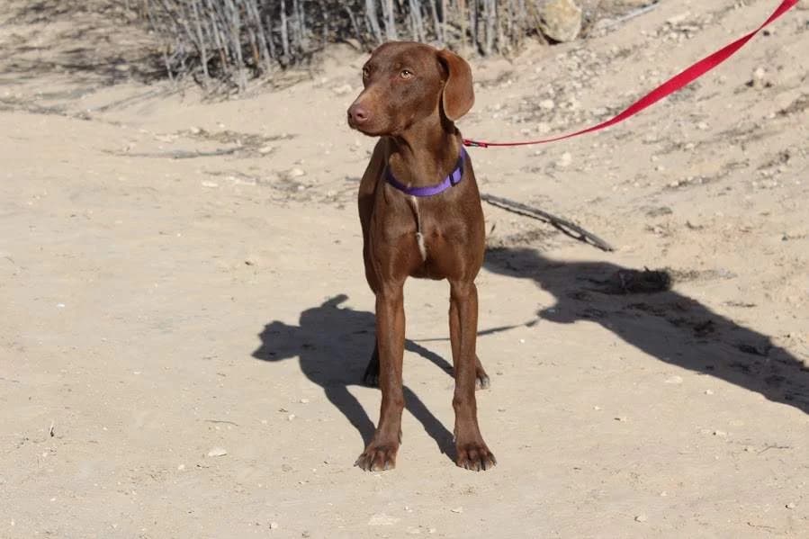 Nando, male young Mixed Breed for adoption at Protectora Villena