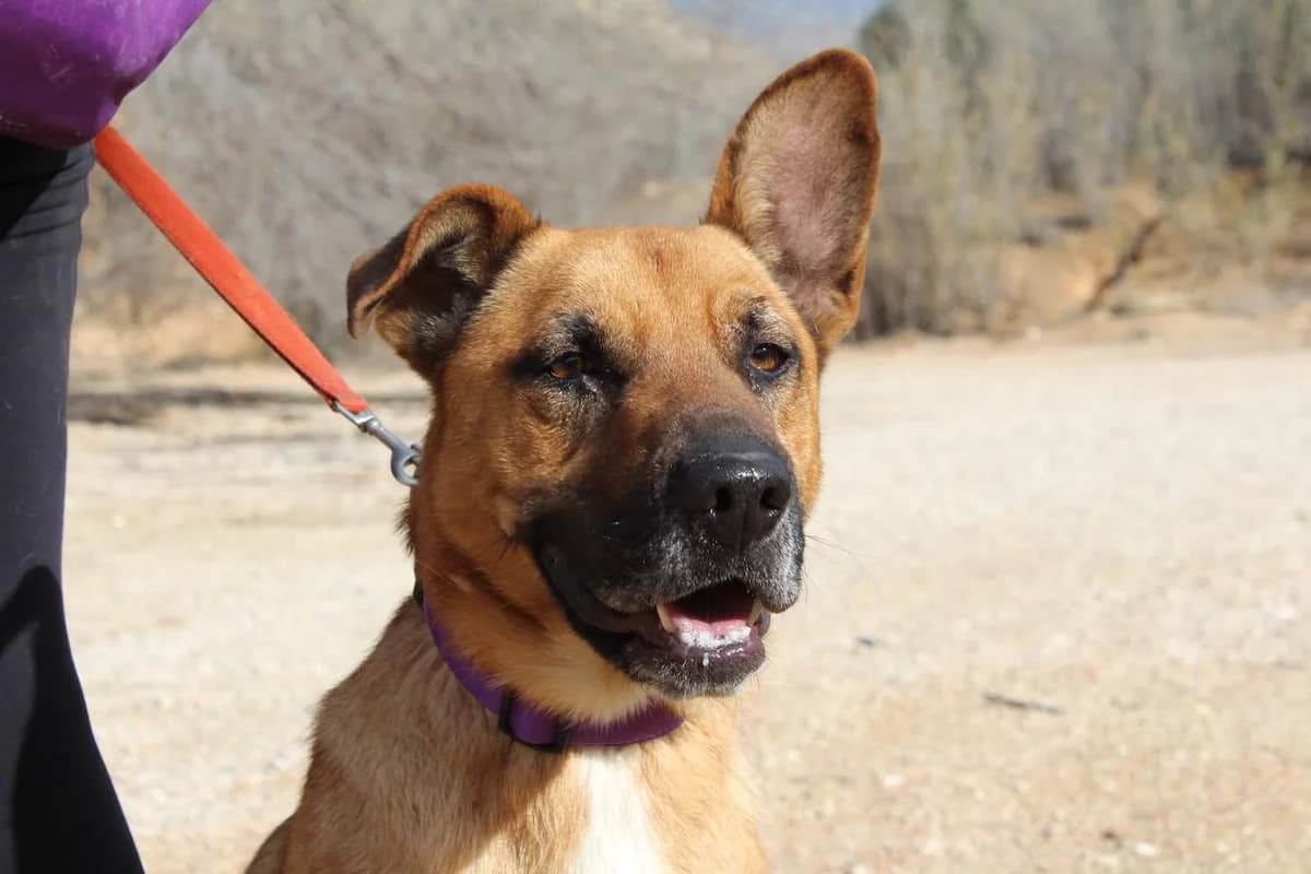 Rufo, male Mixed Breed for adoption at Protectora Villena
