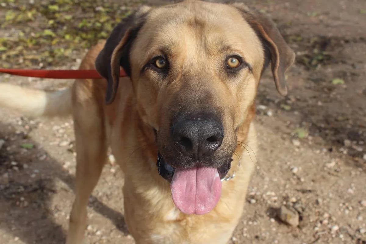 Maximiliano, male Mixed Breed for adoption at Protectora Villena