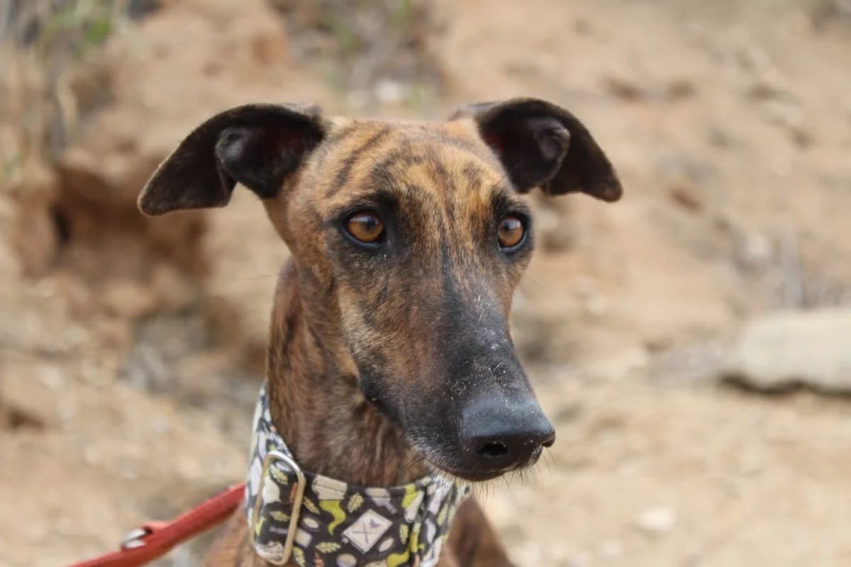 Violeta, female young Mixed Breed for adoption at Protectora Villena