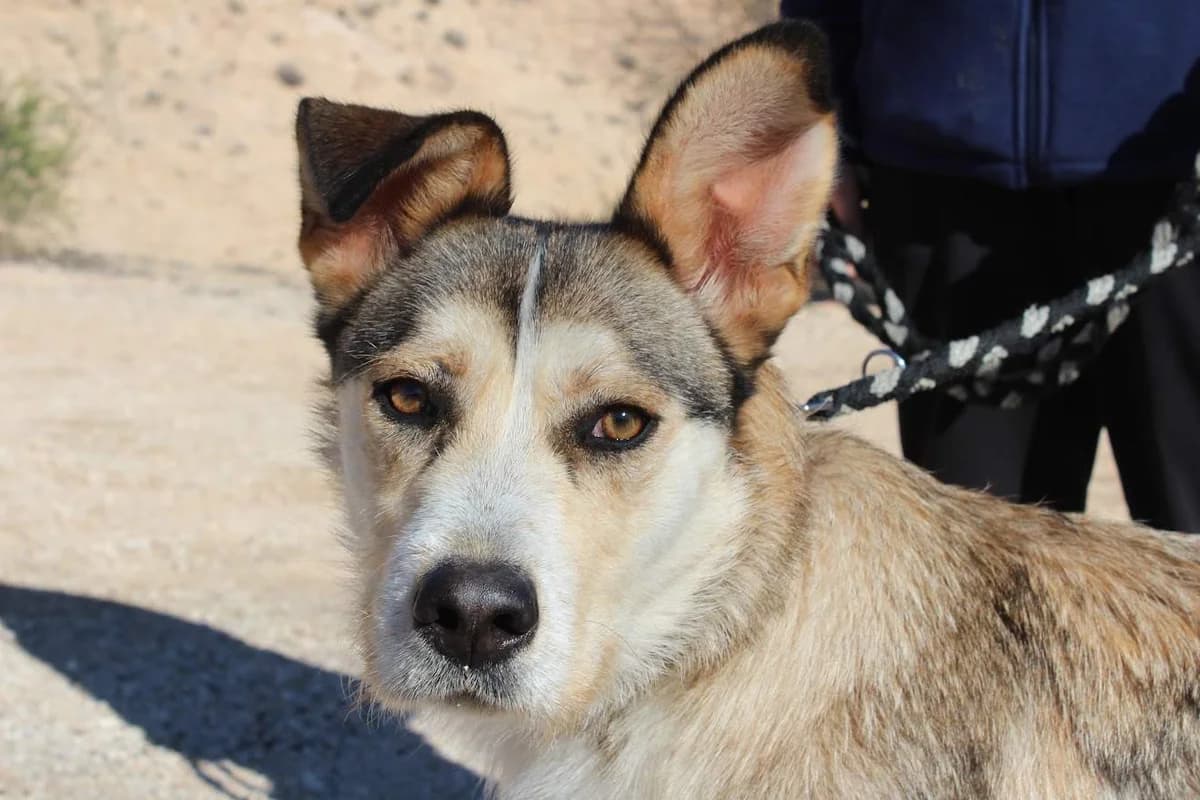 Marian, female Mixed Breed for adoption at Protectora Villena