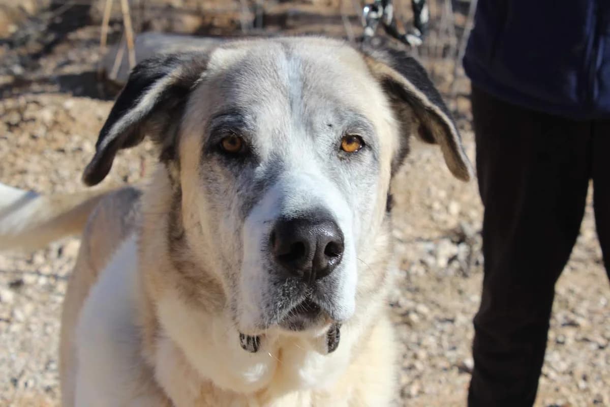 Aquileo, male Mixed Breed for adoption at Protectora Villena
