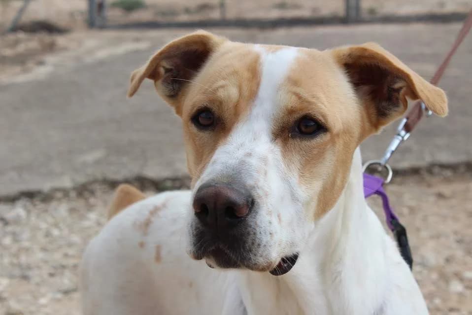 Bimba, female young Mixed Breed for adoption at Protectora Villena