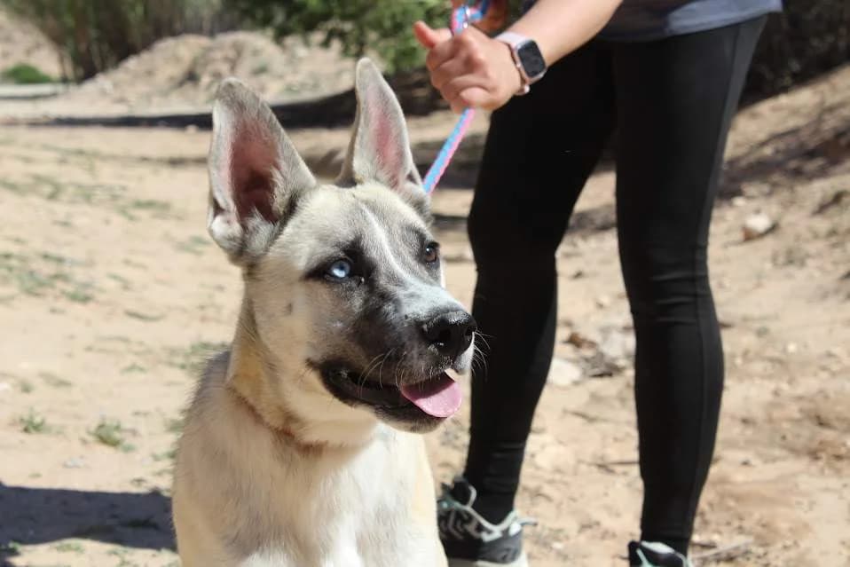 Gabriel, male young Mixed Breed for adoption at Protectora Villena