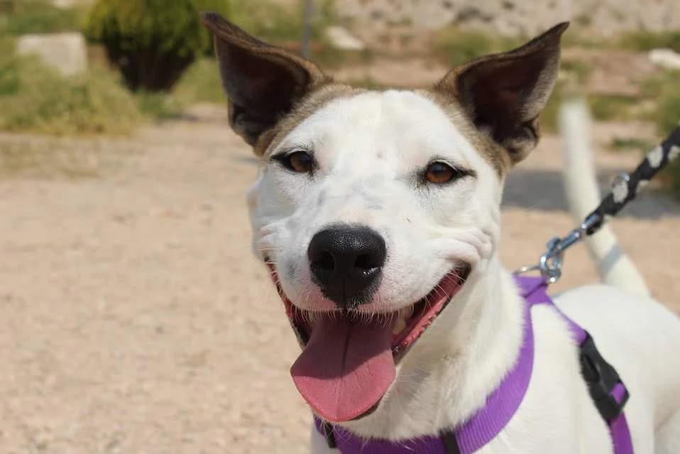 Johan, male young Mixed Breed for adoption at Protectora Villena