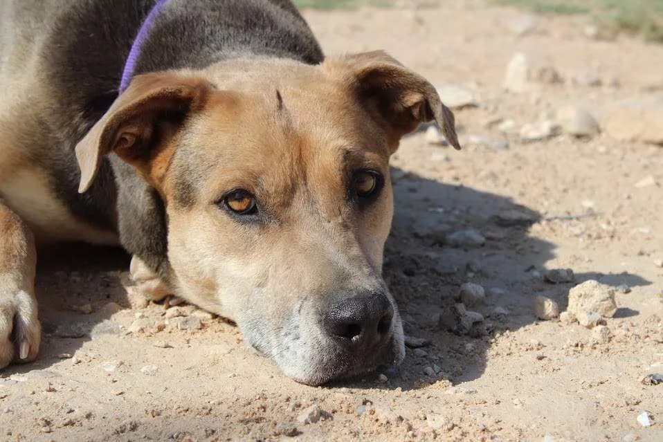 Mara, female young Mixed Breed for adoption at Protectora Villena