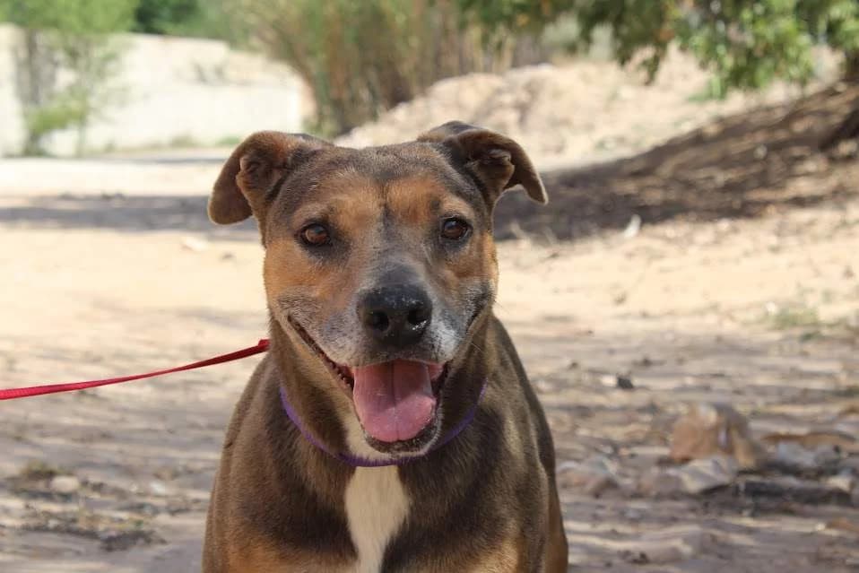 Lazy, female young Mixed Breed for adoption at Protectora Villena