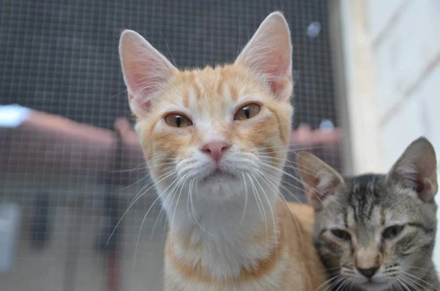 Sun, male Mixed Breed for adoption at Protectora Villena